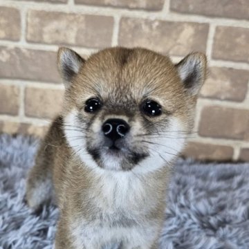 柴犬(豆柴)【和歌山県・女の子・2024年7月25日・赤】の写真「✨️豆柴認定犬✨️小さな可愛い女の子🎵」