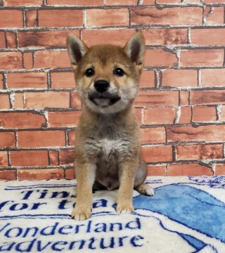 柴犬(豆柴)【和歌山県・男の子・2021年5月9日・赤】の写真「✨両親豆柴認定犬✨可愛い小さな男の子🎵🎵」