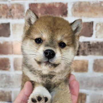 柴犬(豆柴)【和歌山県・女の子・2023年12月26日・赤】の写真「✨️両親豆柴認定犬✨️小さな小さな女の子🎵」