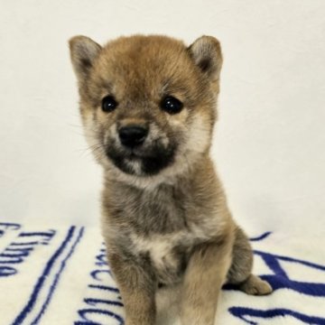 柴犬(豆柴)【和歌山県・男の子・2023年3月23日・赤】の写真「✨️両親豆柴認定犬✨️小さな可愛い男の子🎵」