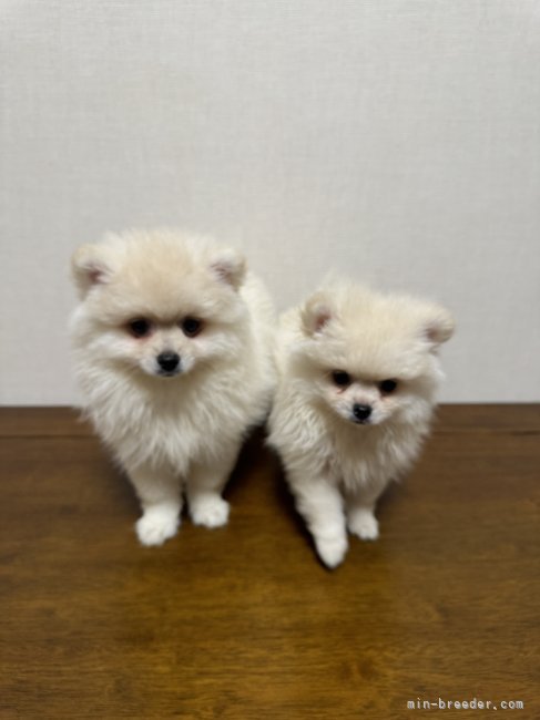 川口　智義(かわぐち　ともよし)ブリーダー(広島県・トイプードルなど・JKC登録)の紹介写真2