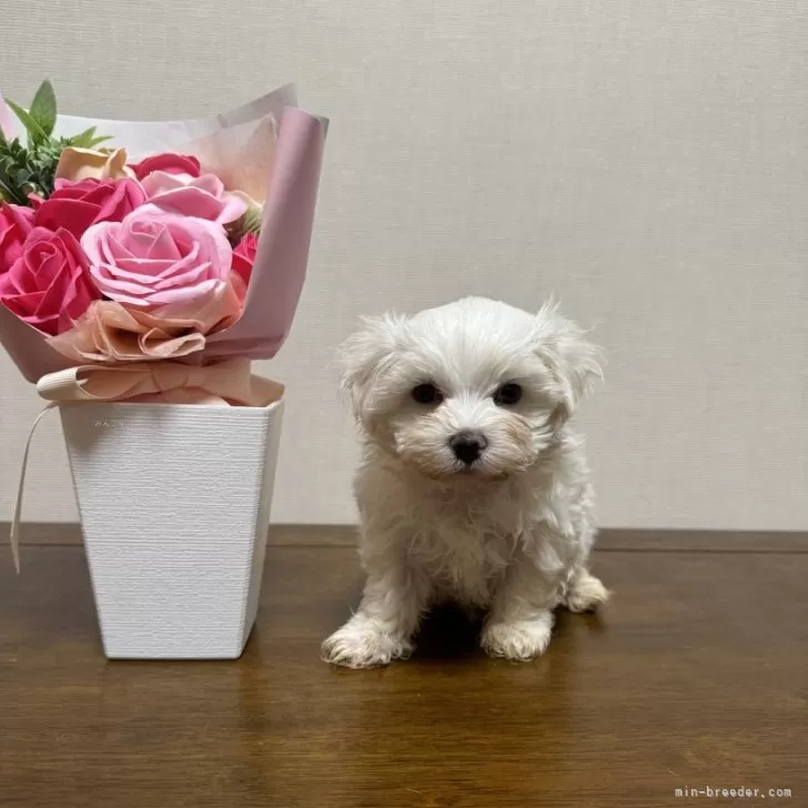 ID:2411-01093の子犬