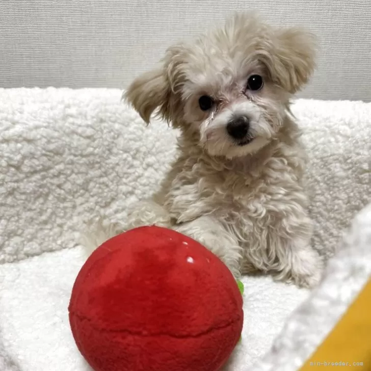ID:2502-05433の子犬