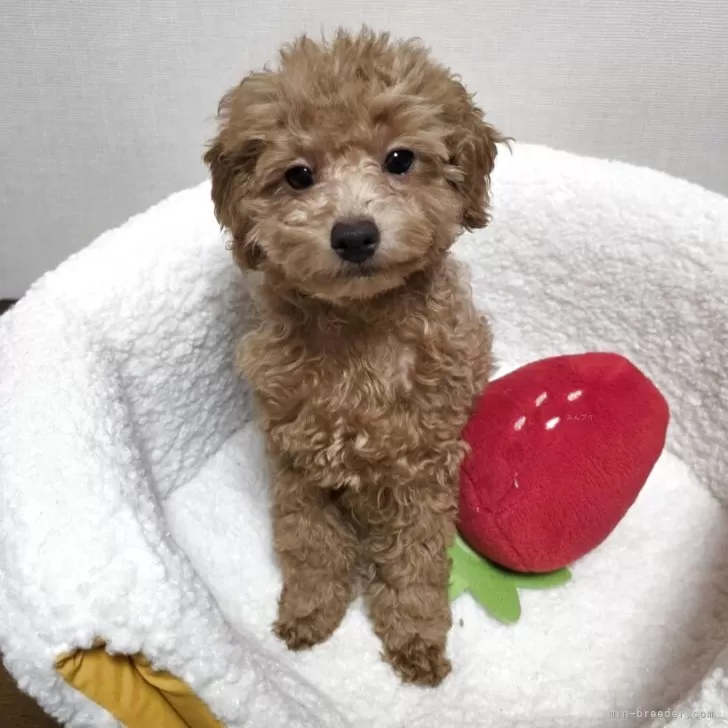 トイプードル(トイ)【広島県・男の子・2025年7月21日・レッドフォーン】の写真1