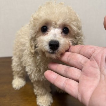 トイプードル(トイ)【広島県・女の子・2025年5月21日・ペールフォーン(クリーム)】の写真「デカプーまん丸お目目」