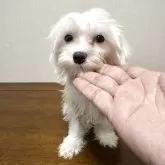 マルチーズ