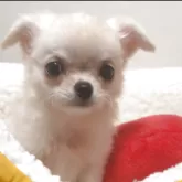 チワワ(ロング)