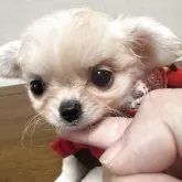 チワワ(ロング)