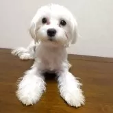 マルチーズ【広島県・女の子・2025年4月30日・ホワイト】の写真1