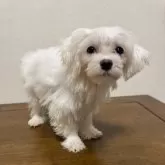 マルチーズ