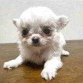 チワワ(ロング)