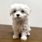マルチーズ