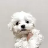 マルチーズ