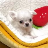 チワワ(ロング)