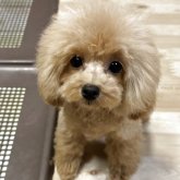 トイプードル(ティーカップ)