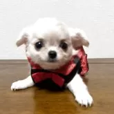 チワワ(ロング)