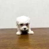 マルチーズ