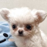 チワワ(ロング)