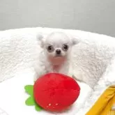 チワワ(ロング)
