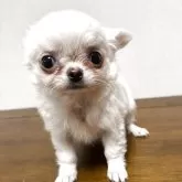 チワワ(ロング)