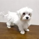 マルチーズ【広島県・女の子・2025年4月30日・ホワイト】の写真2