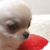 チワワ(ロング)【広島県・女の子・2025年7月21日・ホワイト&クリーム】の写真2