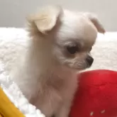 チワワ(ロング)【広島県・女の子・2025年7月21日・ホワイト&クリーム】の写真4