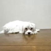 マルチーズ【広島県・女の子・2025年4月30日・ホワイト】の写真5