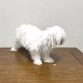 マルチーズ【広島県・男の子・2025年4月30日・ホワイト】の写真6