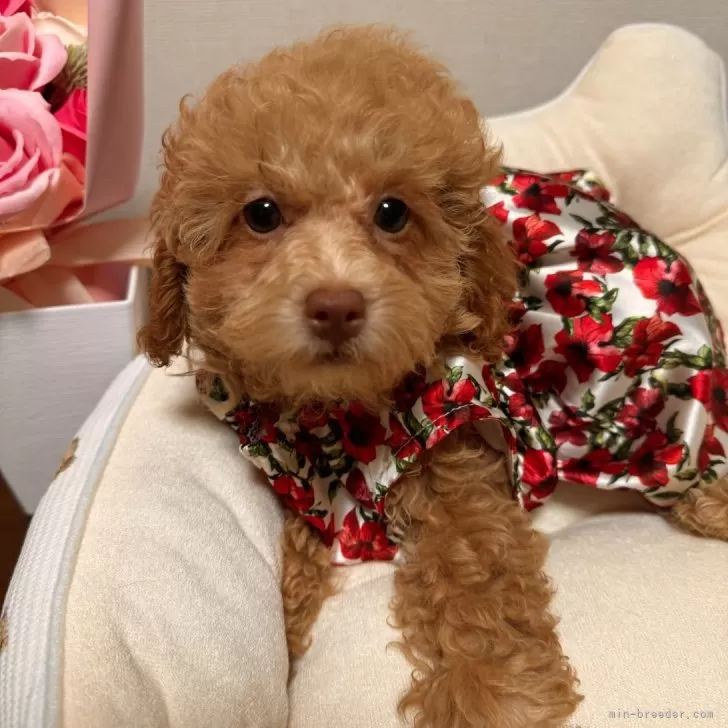 チョコちゃんぺぺぺ 様のお迎えした子犬