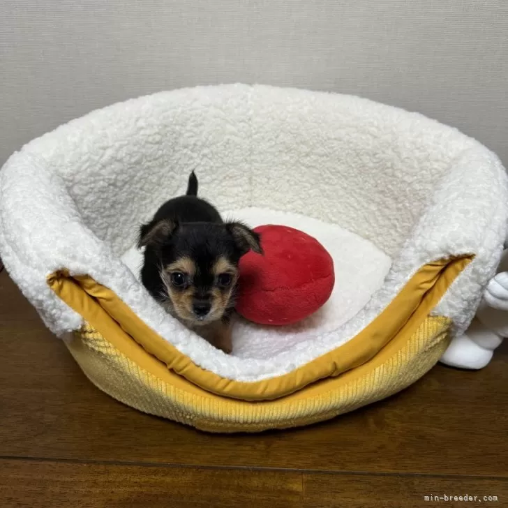 ID：2409-02489の子犬