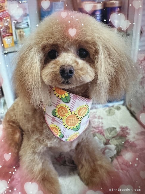 トイプードル【・女の子・2023年9月19日・オレンジフォーン】