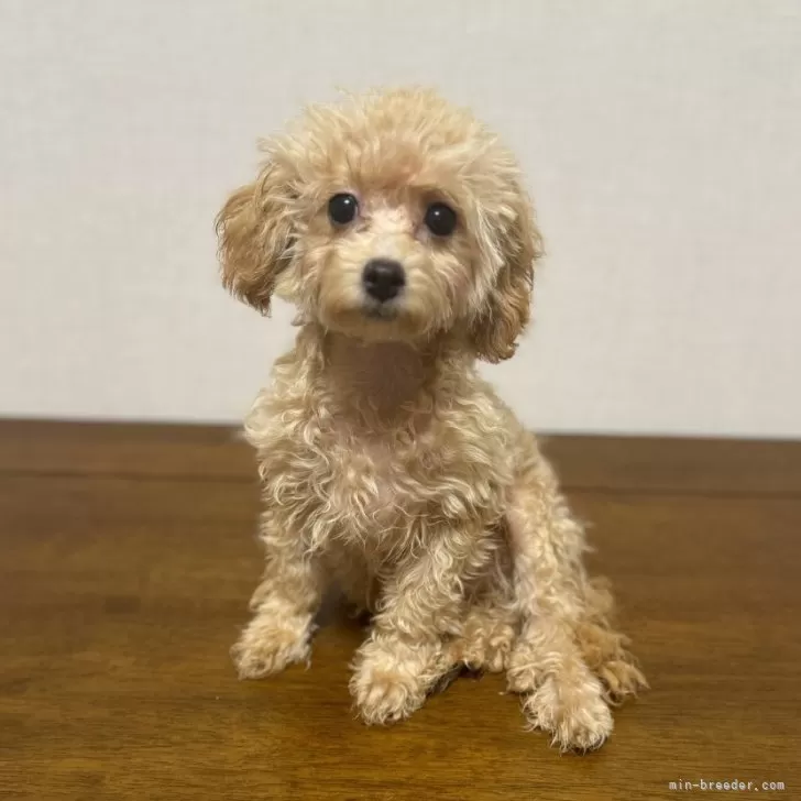 ID：2407-04915の子犬