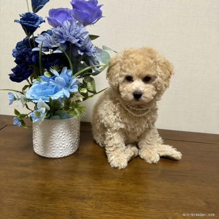 Y.O 様のお迎えした子犬