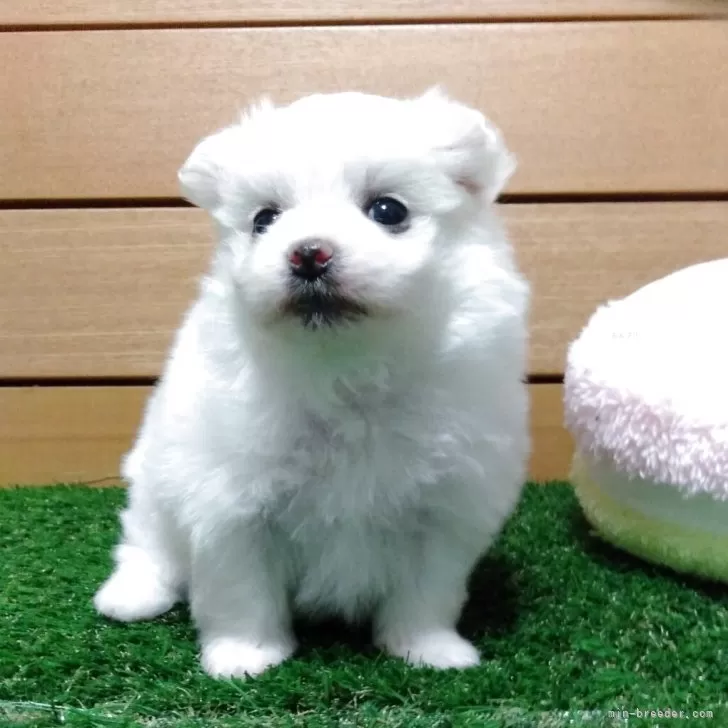 ID：2601-01046の子犬