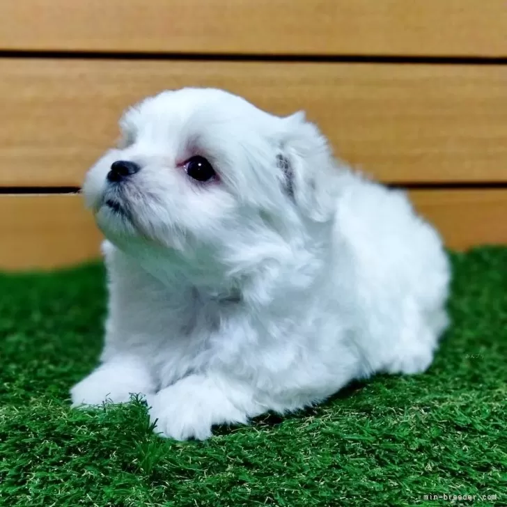 K.T 様のお迎えした子犬
