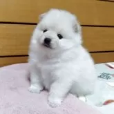 ポメラニアン