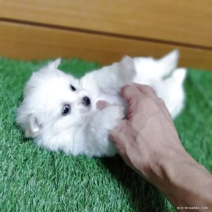 価格の安い♢ポメラニアン(父4.5㎏×母4.0㎏) ♀5/25動画更新しま