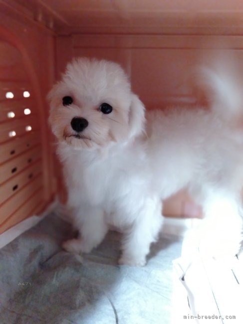 マルチーズ【・女の子・2023年12月20日・ホワイト】