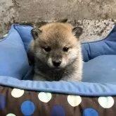 ミックス(柴犬×北海道犬)【北海道・女の子・2025年2月27日・赤】の写真1