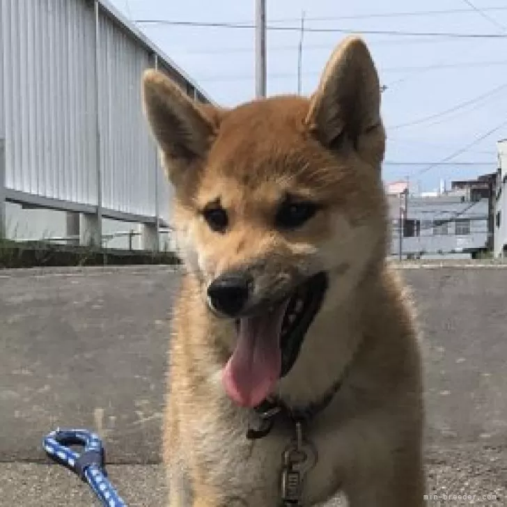 タコハン 様のお迎えした子犬