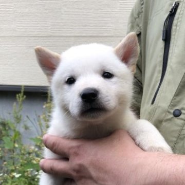 北海道犬【北海道・男の子・2023年6月3日・白】の写真「真っ白でコロコロの北海道犬です！」