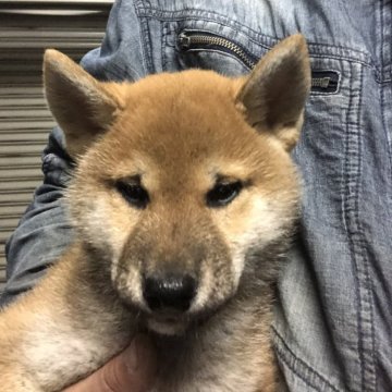 柴犬(標準サイズ)【北海道・男の子・2024年3月21日・赤】の写真「日本犬らしい目をしたコロコロの男の子です！」