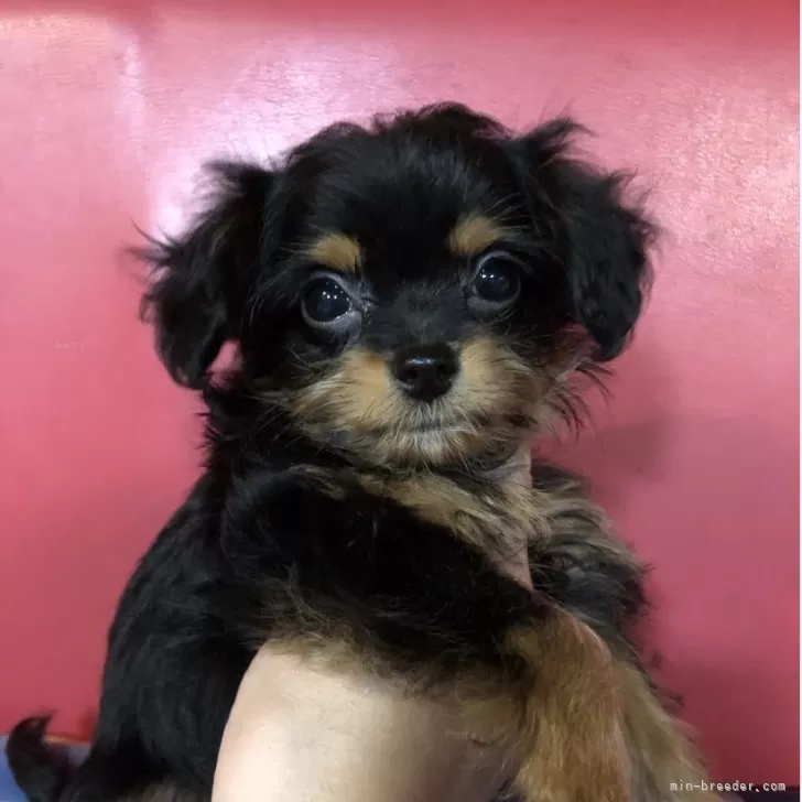 ID：2506-03042の子犬