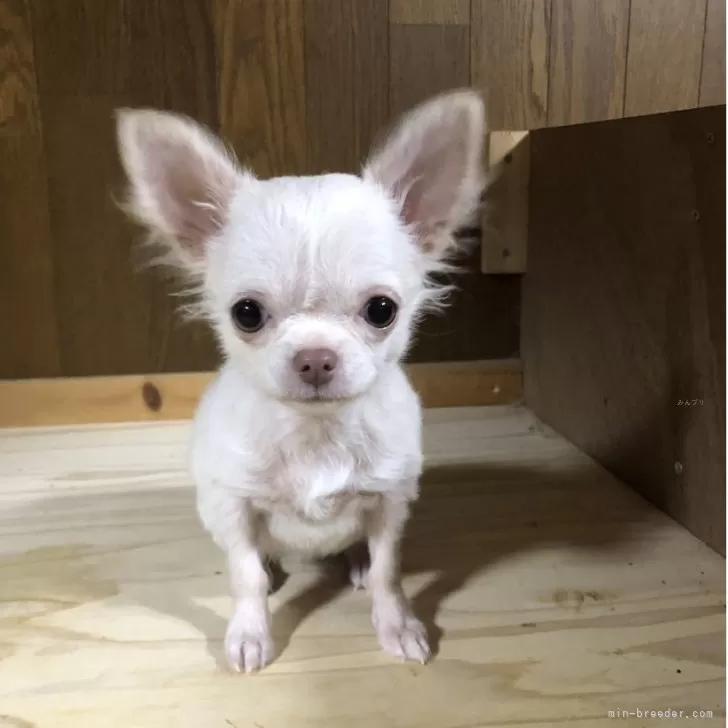 チワワ(ロング)【兵庫県・女の子・2025年7月22日・クリーム&amp;ホワイト】の写真1