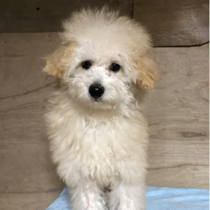 Y.K 様のお迎えした子犬