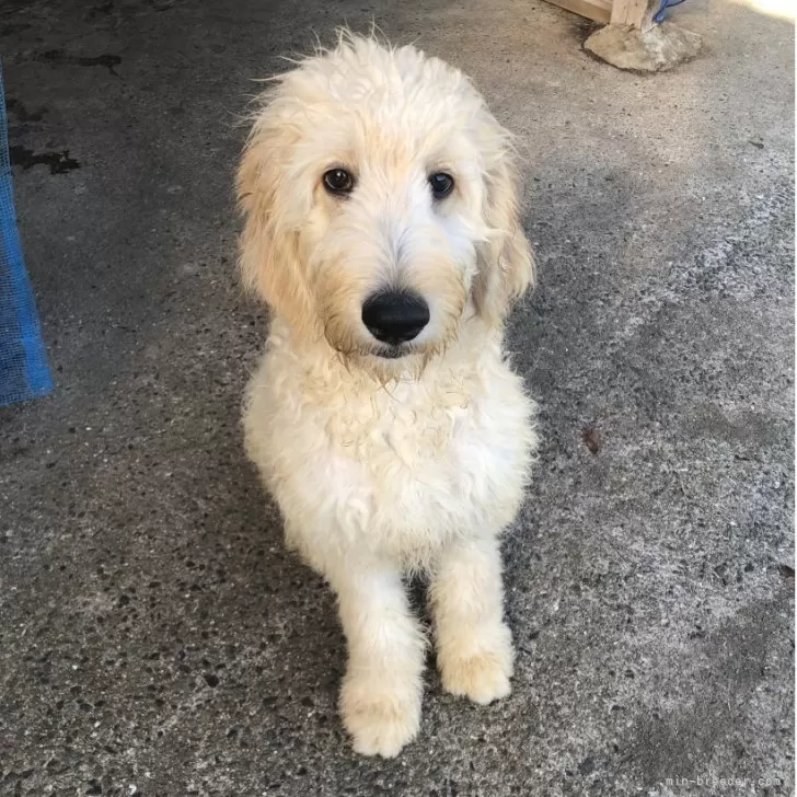 ゴールデンドゥードル(ゴールデンレトリバー×スタンダードプードル)【兵庫県・女の子・2025年5月24日・クリーム系】の写真1