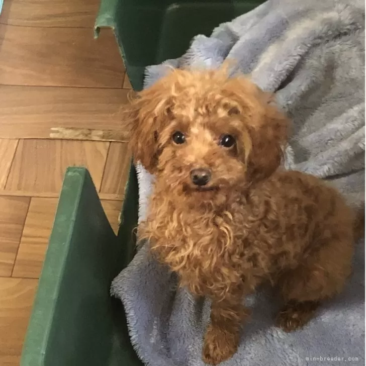 ID：2502-00611の子犬