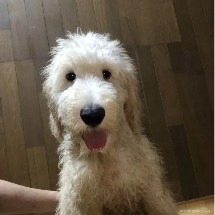 ID：2507-03076の子犬