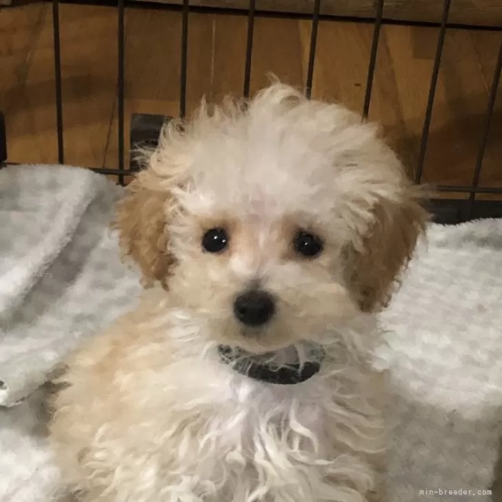トモ 様のお迎えした子犬